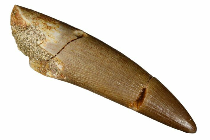 Bargain, Fossil Plesiosaur (Zarafasaura) Tooth - Morocco #186195